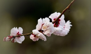 南京的市花是什么（南京的市花是什么?意义是什么?）