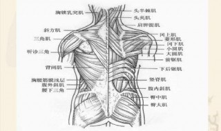 人体有多少块肌肉（全身体积最大的肌肉是）