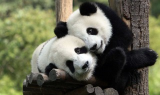 为什么大熊猫是国宝 为什么大熊猫是国宝的原因