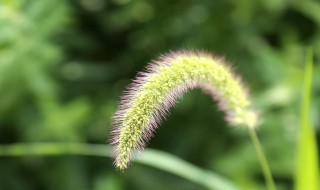 狗尾巴草的花语（狗尾巴草的花语图片）