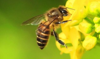 蜜蜂如何采蜜 蜜蜂如何采蜜的