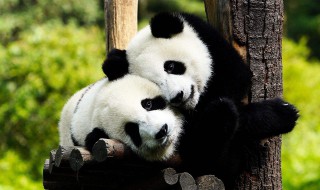 国宝大熊猫的资料 国宝大熊猫的资料简介