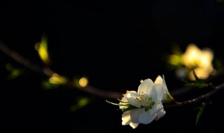 山桃怎么样出枝（山桃怎样处理种子能提高出芽率）