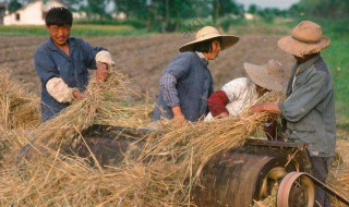 电视剧老农民剧情（电视剧老农民剧情介绍牛大胆）