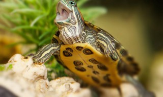 安布闭壳龟怎么养 安布闭壳龟怎么养才高背