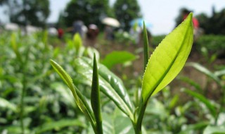 茶是谁发现的 茶是谁研究出来的