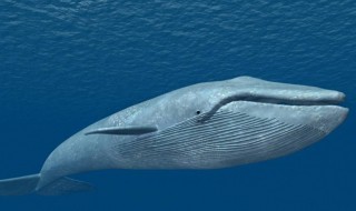 鲸鱼是什么动物 鲸鱼是什么动物类型