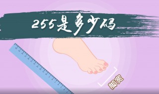 255是多少码（255是多少码数）