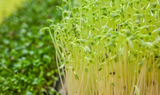 豆苗怎么种植（豆苗怎么种植方法视频）