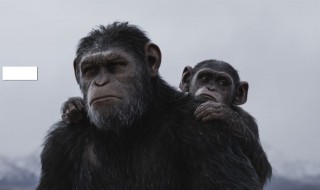 关于猩猩的电影 关于猩猩的电影大全