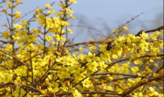 迎春花的资料 迎春花的资料和图片大全