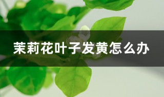 茉莉花叶子发黄 茉莉花叶子发黄干枯掉叶子怎么办