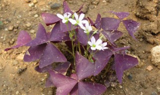 紫叶醡浆草怎么养 紫叶醡浆草养殖方法