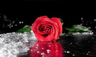 红玫瑰与白玫瑰的含义（红玫瑰与白玫瑰的含义知乎）