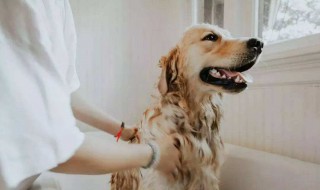 在家怎么给小狗洗干净 在家怎么给小狗洗干净身体