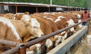 肉牛养殖利润分析（关于肉牛养殖利润）