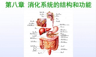 消化系统的功能 消化系统的功能及重要器官