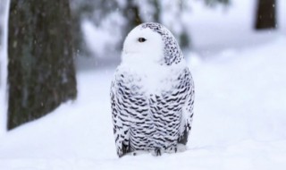 雪鸮幼崽吃什么 雪鸮幼崽吃什么食物