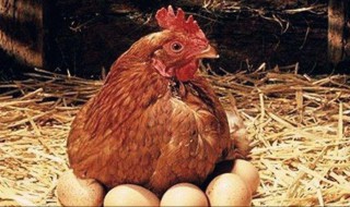网络鸡助是啥意思 鸡助指的是什么