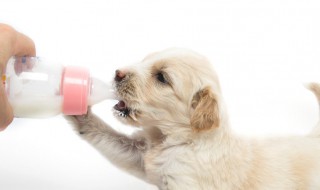 小狗喝了牛奶怎么补救 如果小狗喝了牛奶怎么办