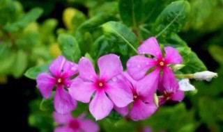 长春花花语（长春花花语和寓意来祝福）