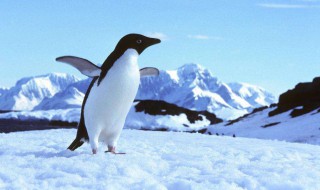 企鹅到底会不会飞 企鹅到底会不会飞你从什么时候开始摄影哔哩哔哩