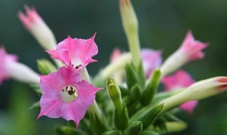 烟草花是什么（烟草花是什么东西）