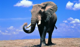 公象母象都有象牙吗 公象有牙齿还是母象有牙齿