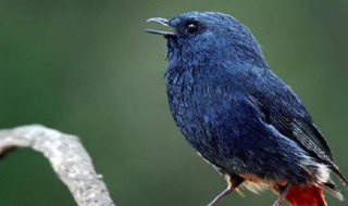 鸟的发声器官在哪里 鸟类发声原理