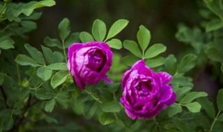 小玫瑰花底部叶子发黄（小玫瑰花底部叶子发黄花苞枯萎）