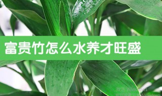 富贵竹水养方法 富贵竹水养方法和注意事项视频