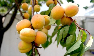 杏的功效 杏仁的功效与作用及营养价值