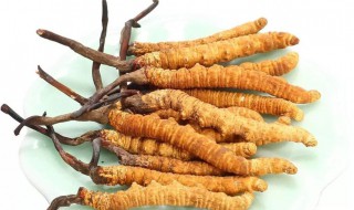 冬虫夏草有什么用（冬虫夏草有什么用?）