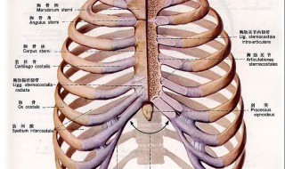 人有多少根肋骨 人有多少根肋骨图解