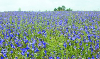 桔梗种植技术介绍 桔梗种植技术介绍视频