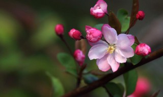 海棠花有什么寓意 海棠花有什么寓意吗