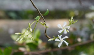 风车茉莉花语（风车茉莉花语传说）