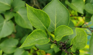 丁香花花的花语 丁香花花的花语是什么