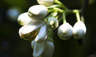 柚子花花语 柚子花话语