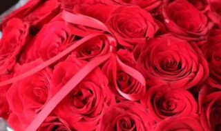 19支红玫瑰花语（19支红玫瑰花语代表什么）