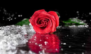 各色玫瑰的花语和象征意义 各色玫瑰花语是什么