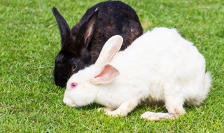 兔子喜欢吃什么食物 兔子喜欢吃什么食物图片