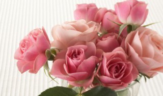 玫瑰花花语多少朵代表什么（1到99朵玫瑰的含义）