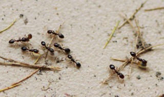 蚂蚁代表什么风水 风水上蚂蚁代表