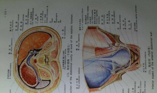 胆汁其实由人体的哪一个器官分泌的 胆汁由哪个器官产生