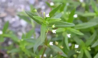 白花蛇舌草的作用与功效 白花蛇舌草的作用与功效与作用是什么