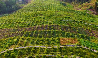 油茶树种植 油茶树种植害人