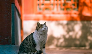 紫禁城有多少只猫 紫禁城九大宠物