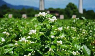 茉莉花种植（茉莉花种植土壤ph值多少合适）