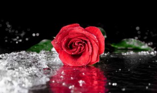 不同颜色玫瑰花花语 不同颜色玫瑰花花语和寓意